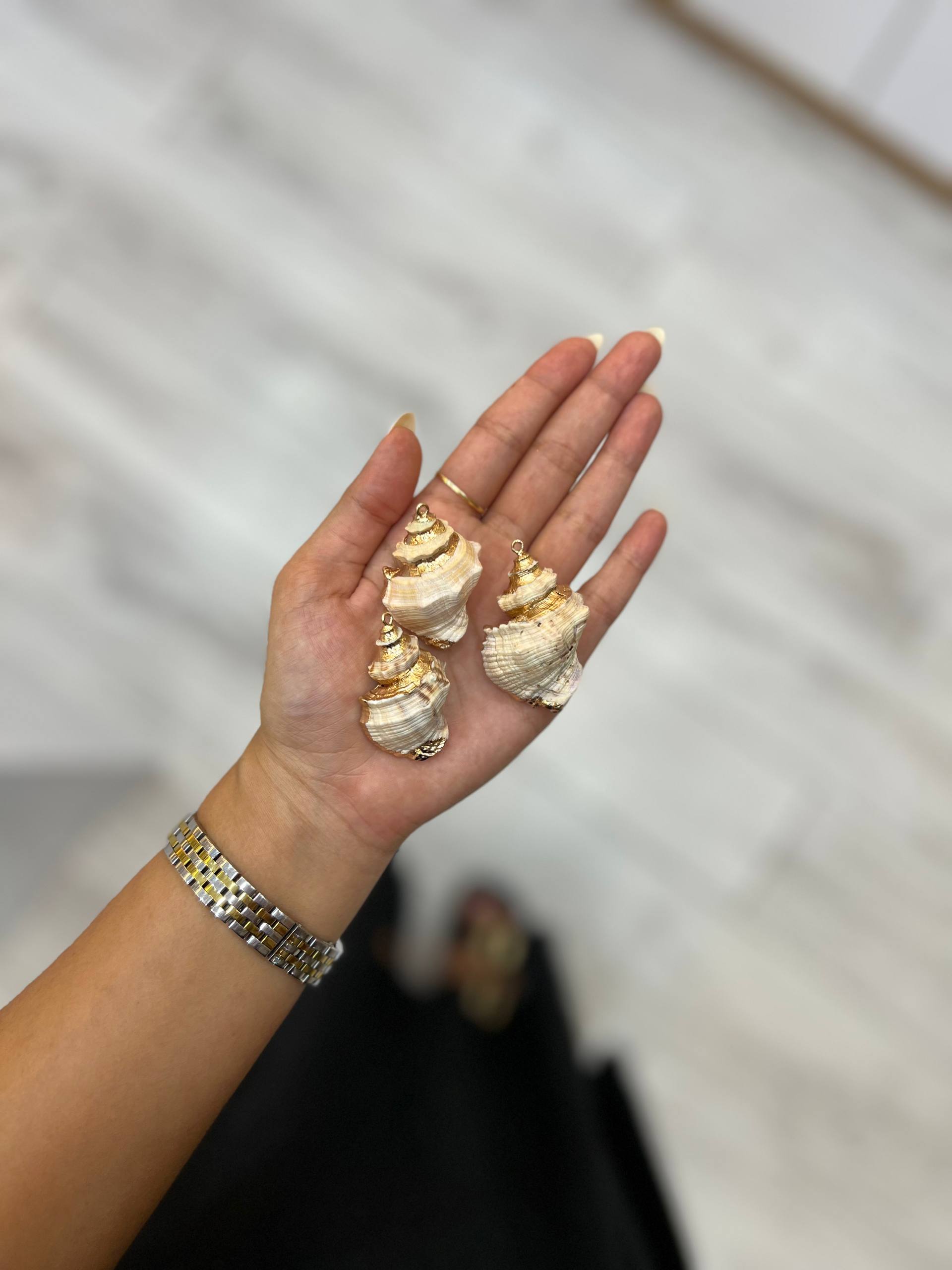 صدف مخروطی