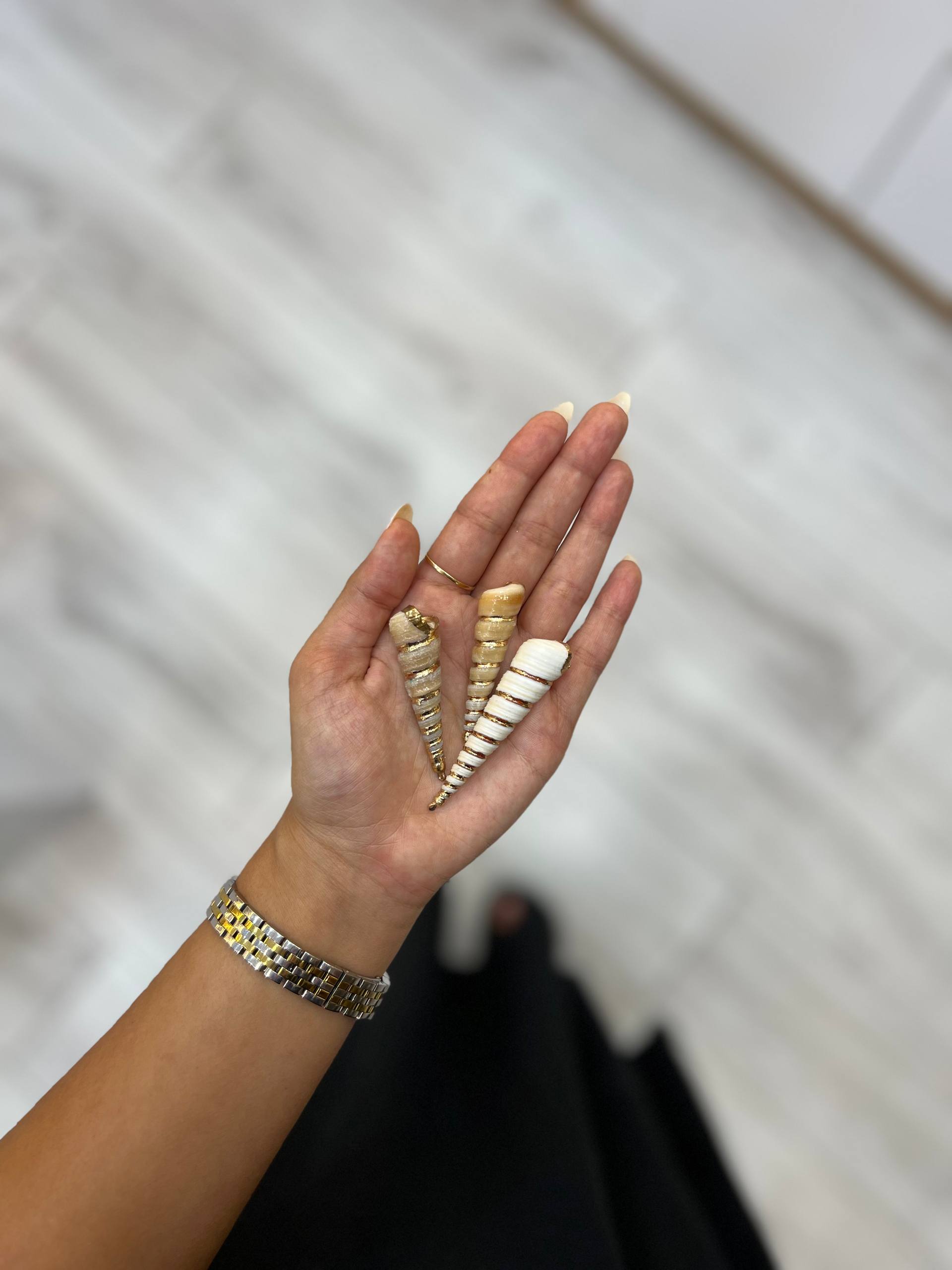 صدف مخروطی