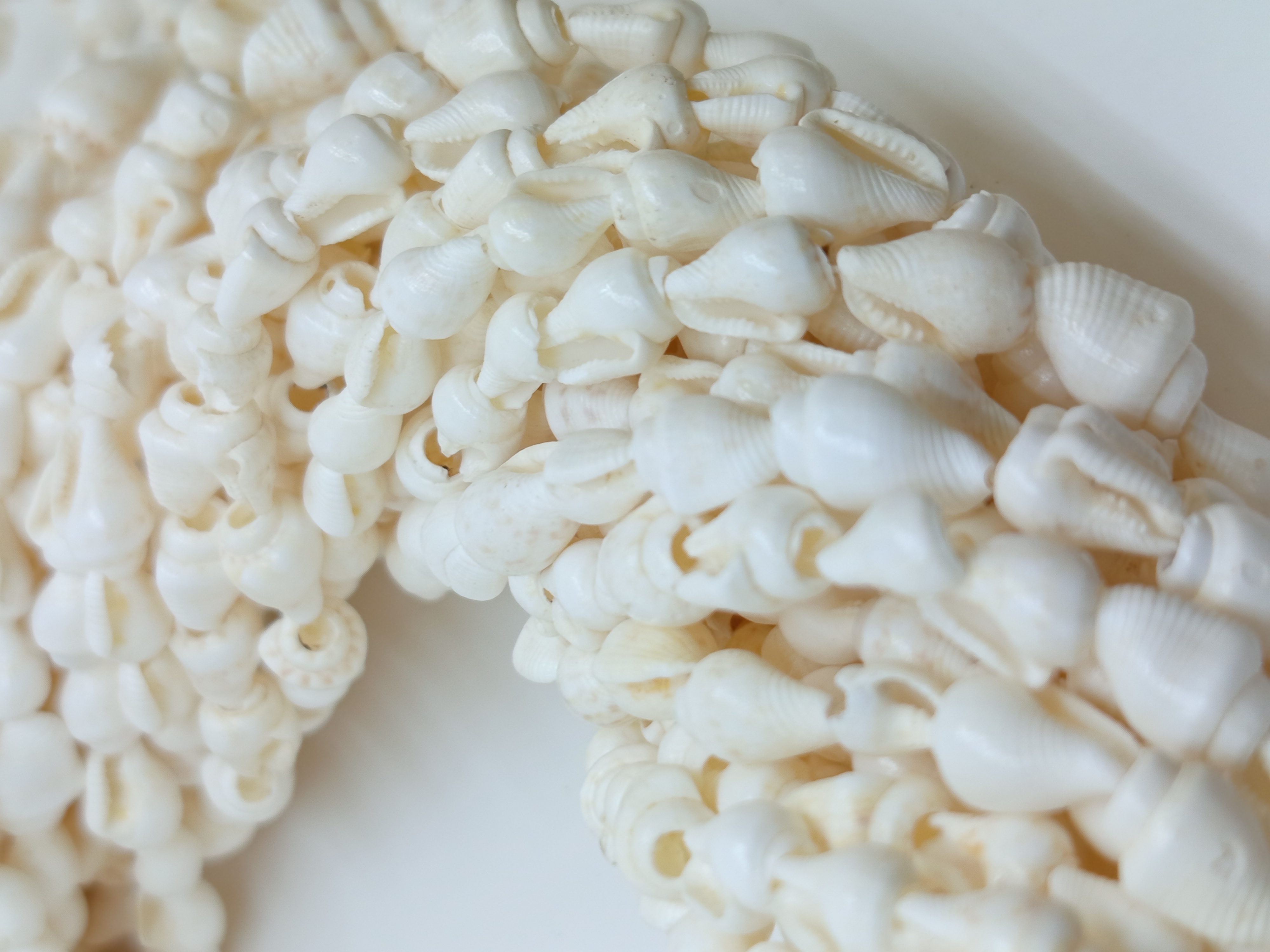صدف مخروطی ریز(حلزون)طبیعی